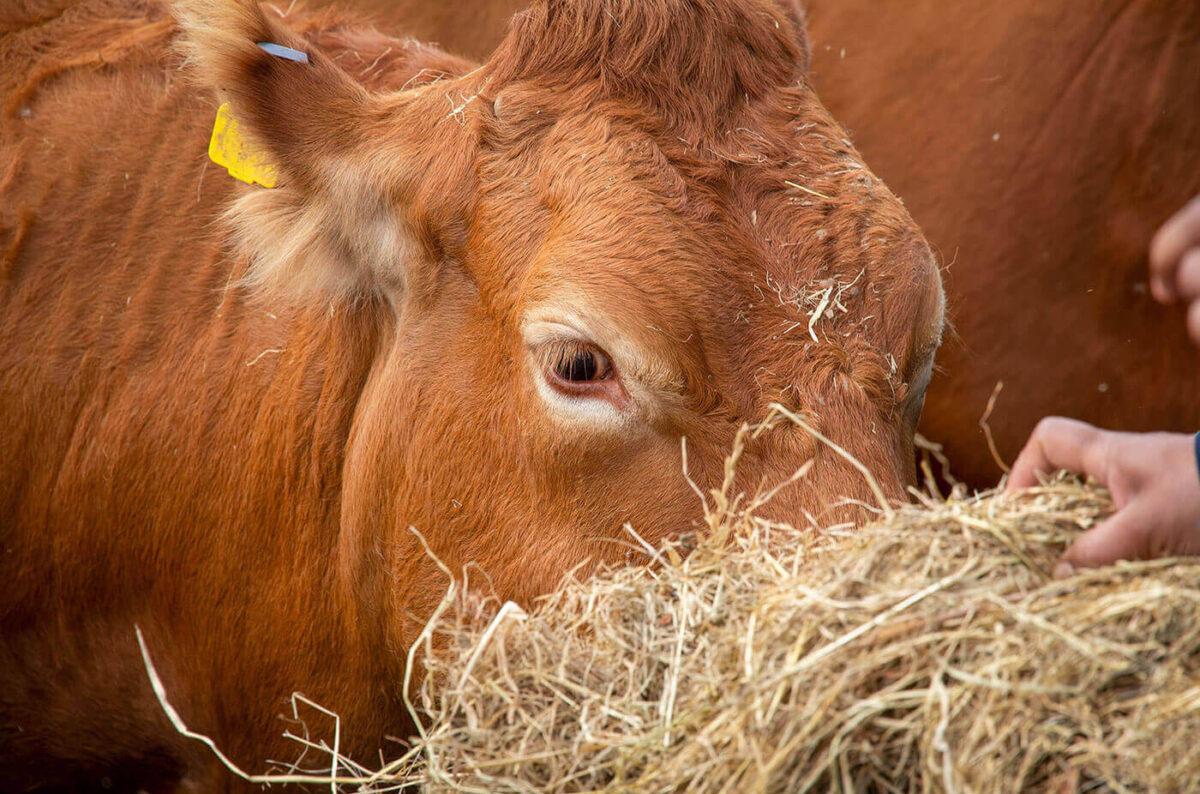 Agriculture and Anti-Microbial Resistance