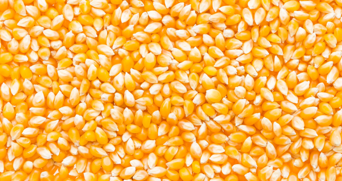 Corn cob seed background